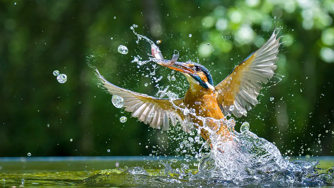 visible-thumbnail_ハイスピードカメラ_水鳥_V01