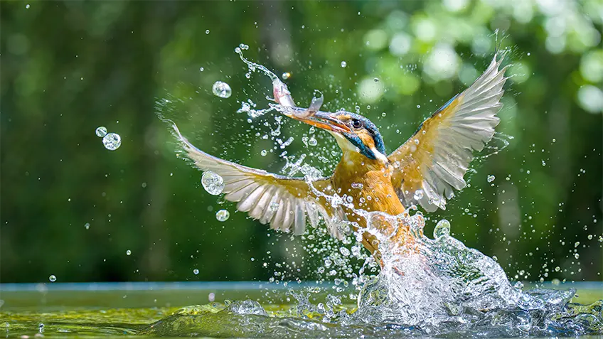 ハイスピードカメラで撮影_鳥が羽ばたく瞬間